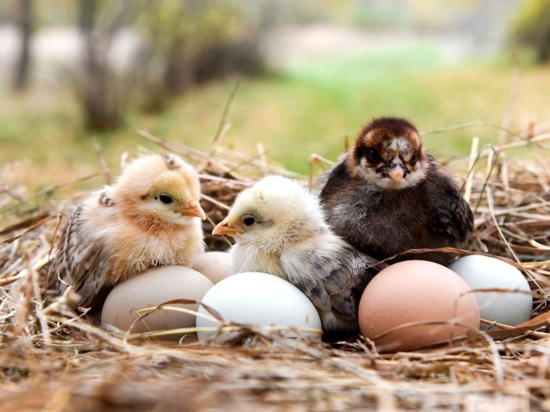 baby chicken